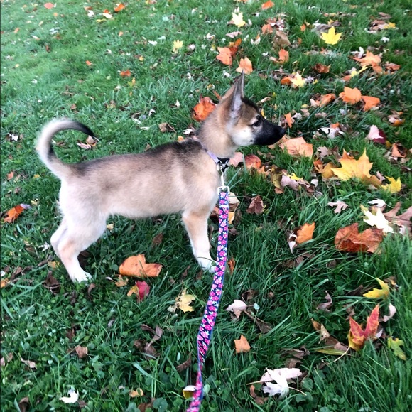 Meet your Posher, Sophie - Picture 1 of 1